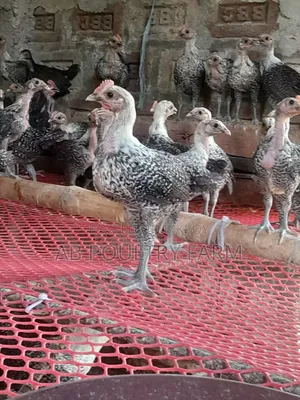 Fayoumi Chickens for Sale