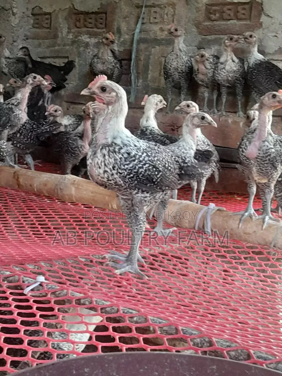 Fayoumi Chickens for Sale