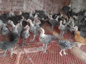 Fayoumi Chickens for Sale