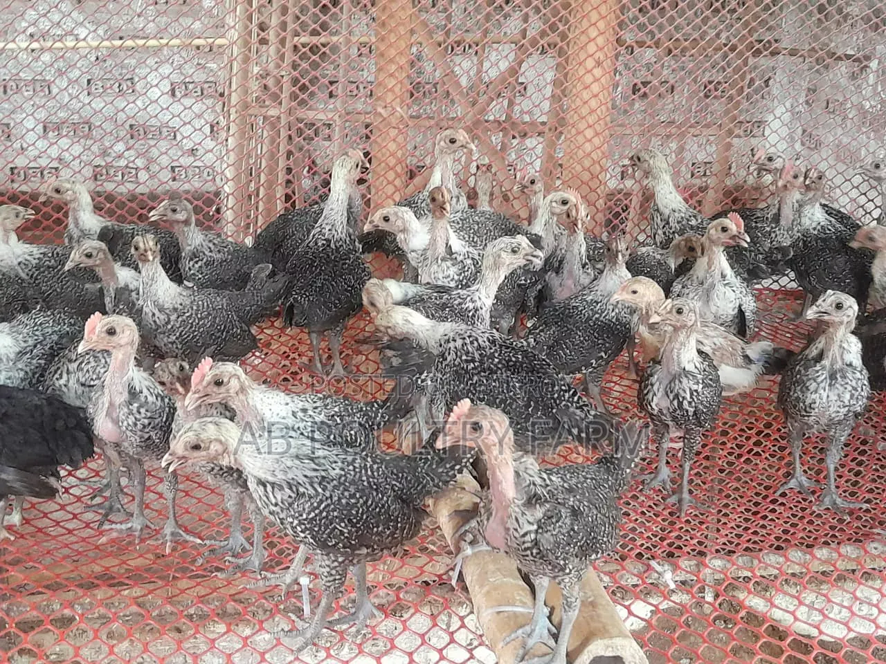 Fayoumi Chickens for Sale