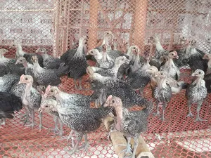 Fayoumi Chickens for Sale