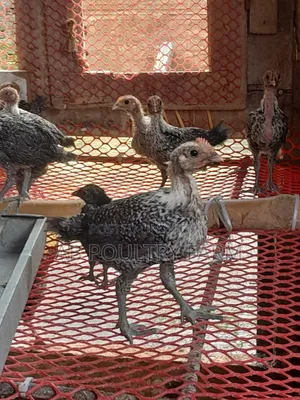 Fayoumi Chickens for Sale