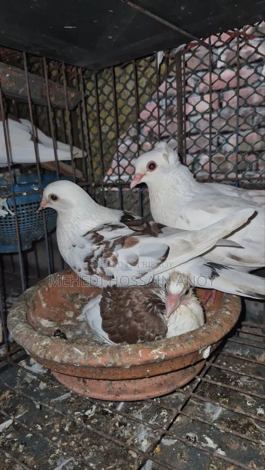 Running Pigeon