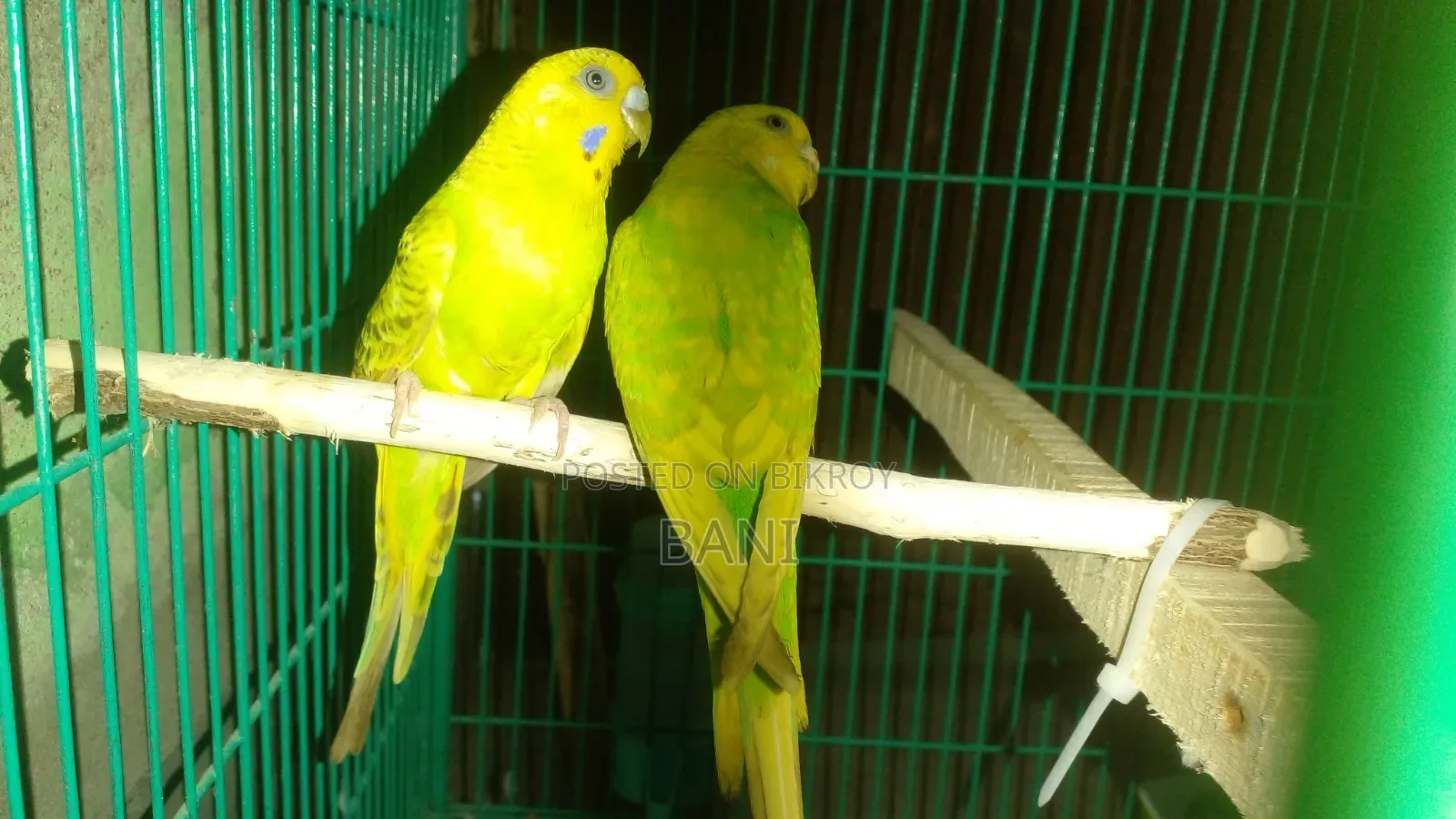মাস্টার পেয়ার বাজরিগার পাখি হাত বদল হবে