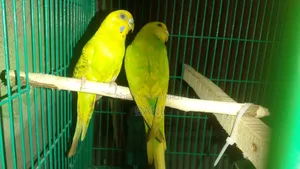 মাস্টার পেয়ার বাজরিগার পাখি হাত বদল হবে