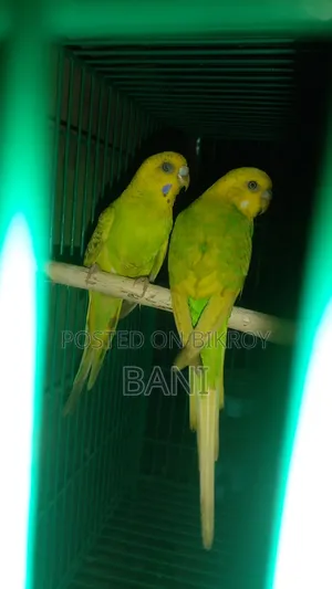 মাস্টার পেয়ার বাজরিগার পাখি হাত বদল হবে