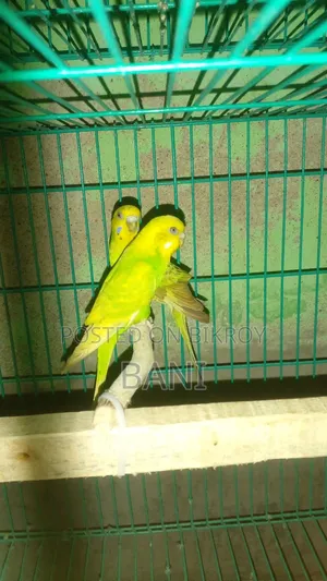 মাস্টার পেয়ার বাজরিগার পাখি হাত বদল হবে