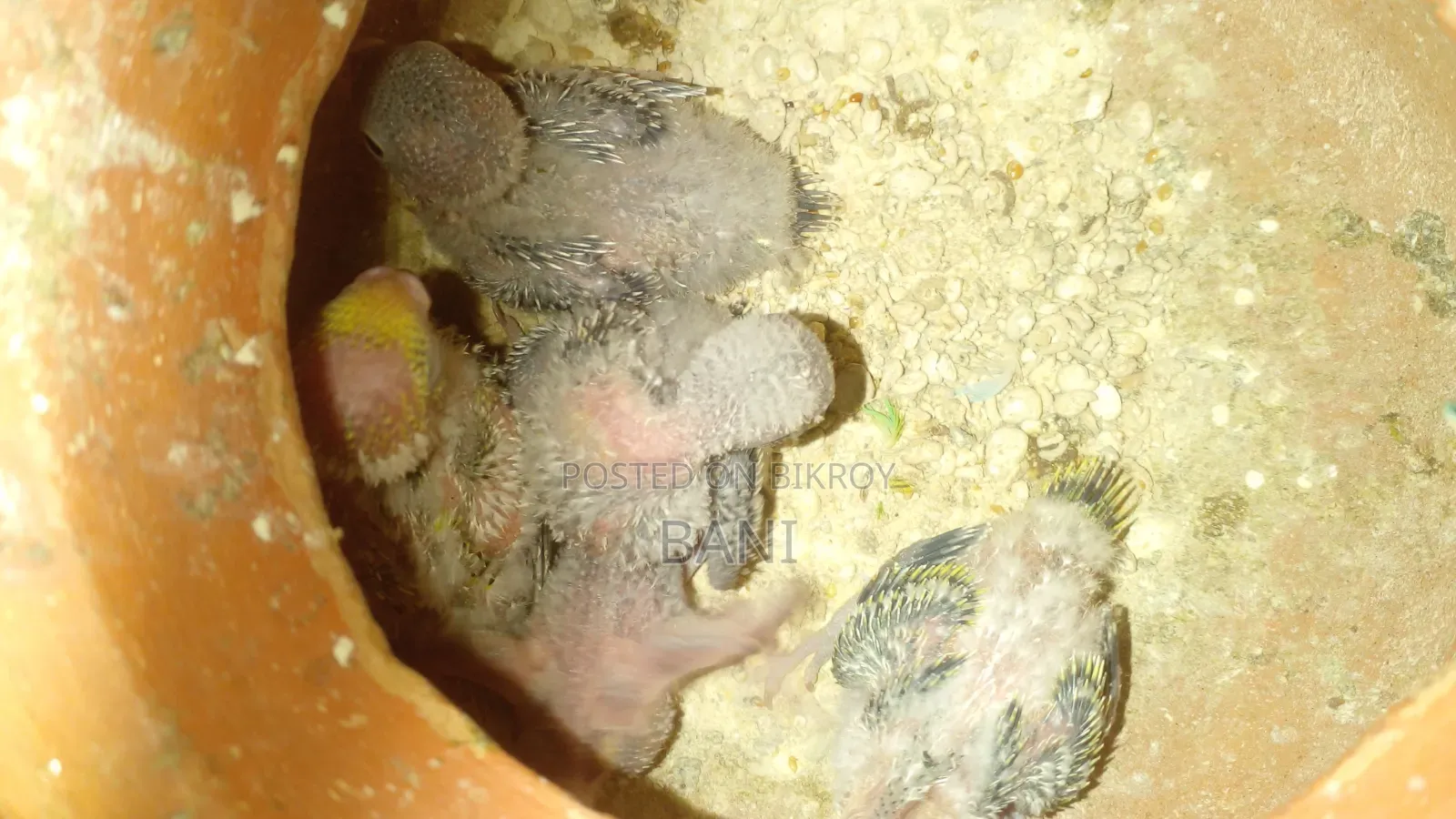 মাস্টার পেয়ার বাজরিগার পাখি হাত বদল হবে