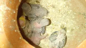 মাস্টার পেয়ার বাজরিগার পাখি হাত বদল হবে