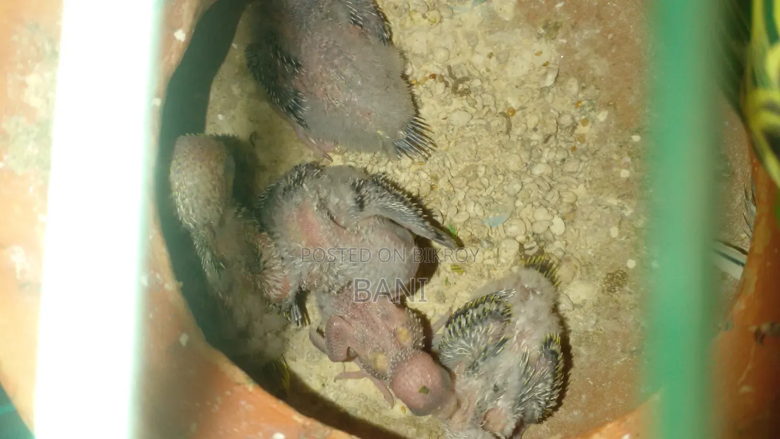 মাস্টার পেয়ার বাজরিগার পাখি হাত বদল হবে