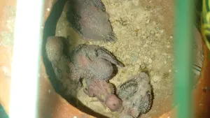 মাস্টার পেয়ার বাজরিগার পাখি হাত বদল হবে