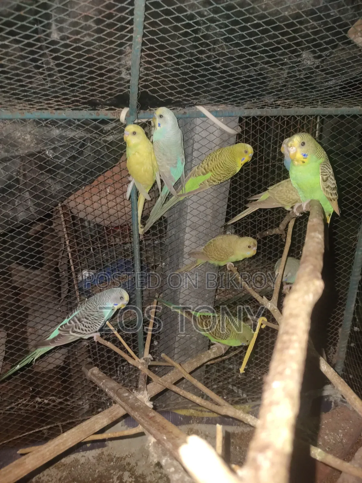 দশ পিচ বাজরিকা পাখি আছে