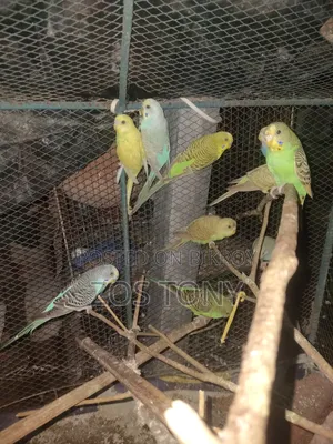 দশ পিচ বাজরিকা পাখি আছে