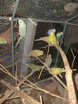 দশ পিচ বাজরিকা পাখি আছে