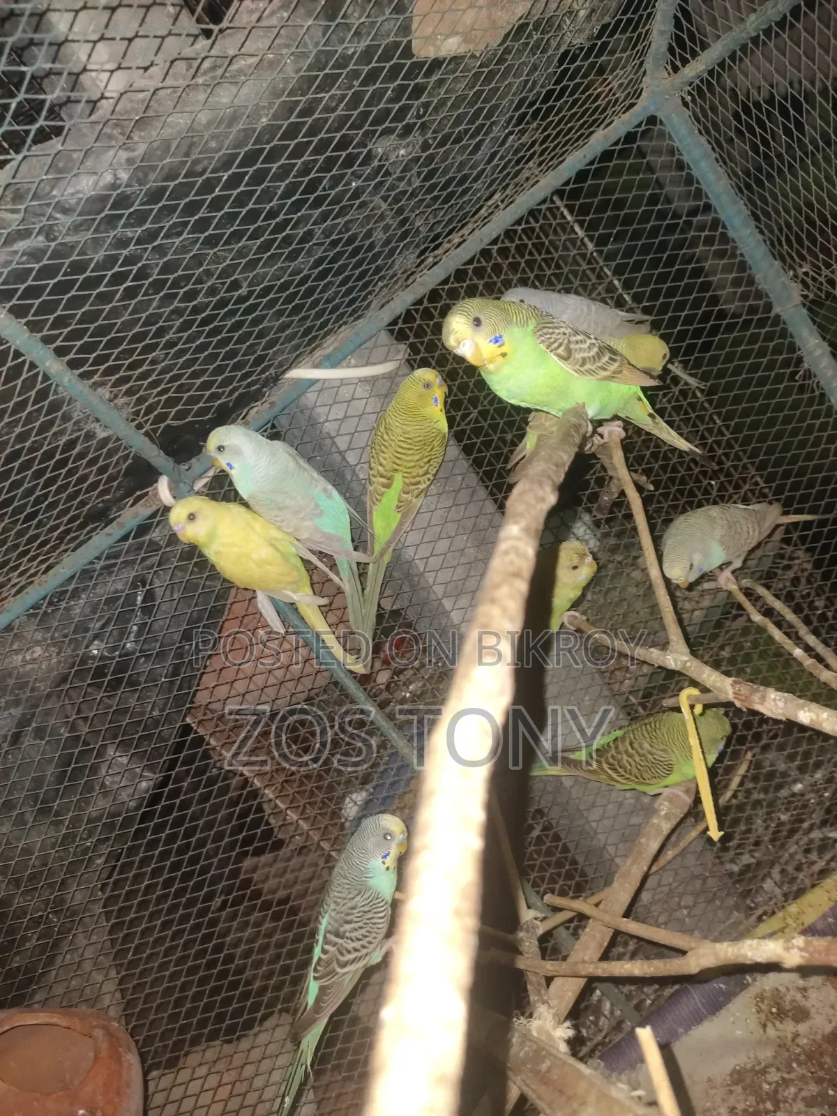 দশ পিচ বাজরিকা পাখি আছে