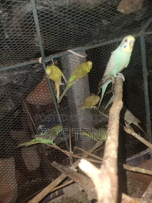 দশ পিচ বাজরিকা পাখি আছে