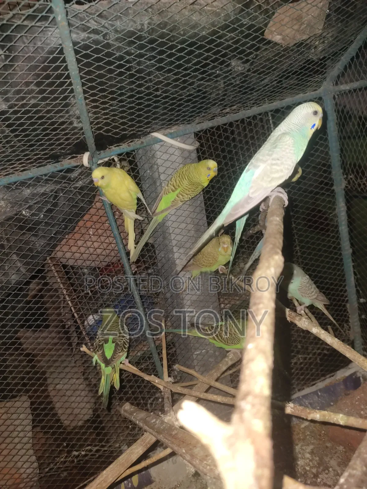 দশ পিচ বাজরিকা পাখি আছে