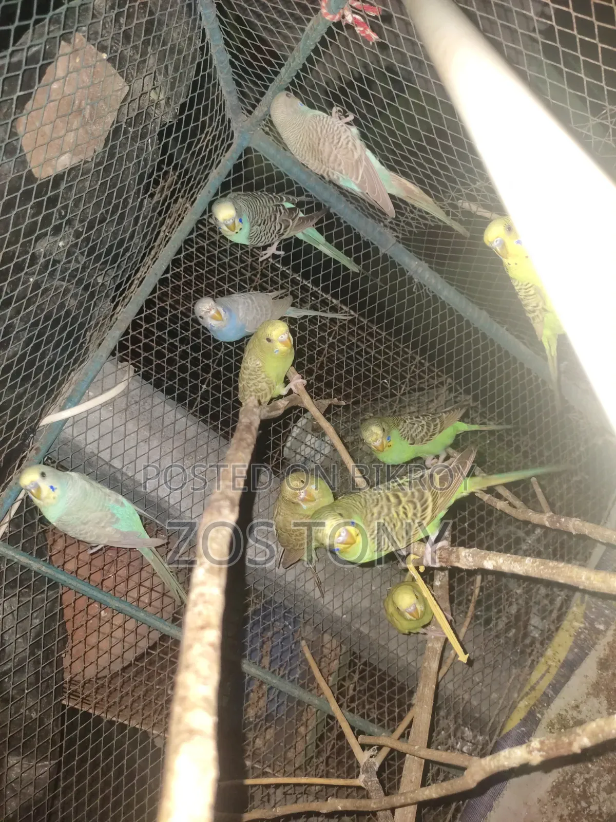 দশ পিচ বাজরিকা পাখি আছে