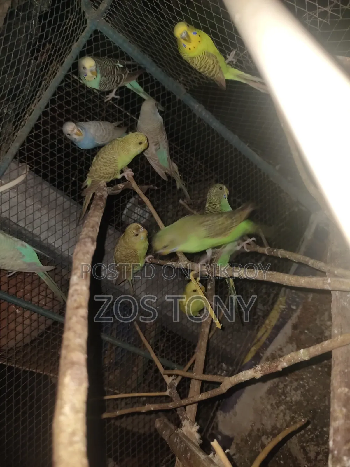 দশ পিচ বাজরিকা পাখি আছে