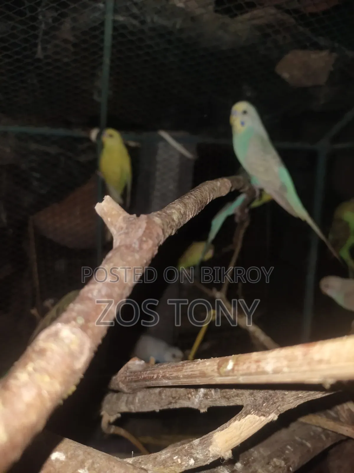 দশ পিচ বাজরিকা পাখি আছে
