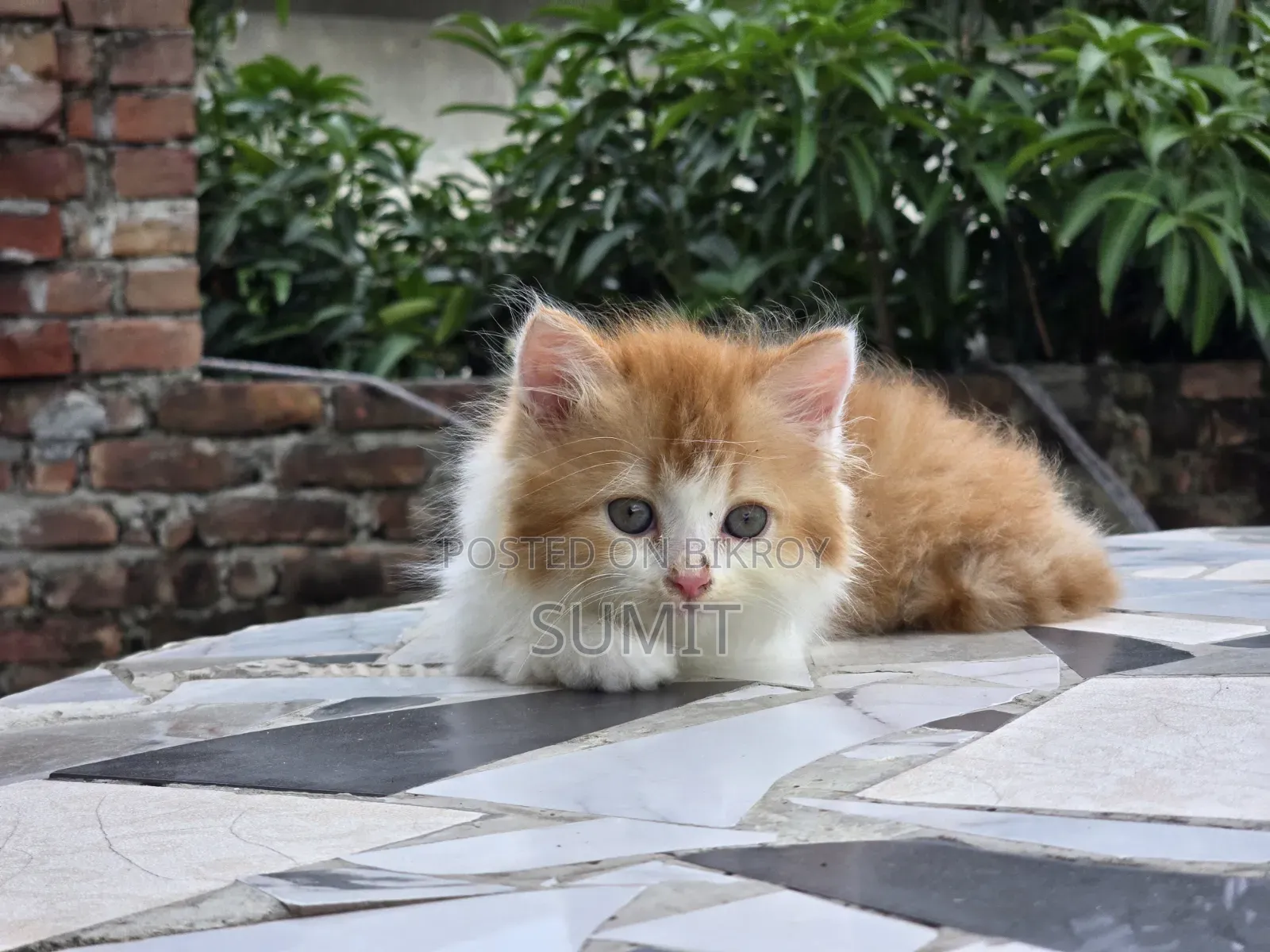 1-3 months Male Purebred Persian