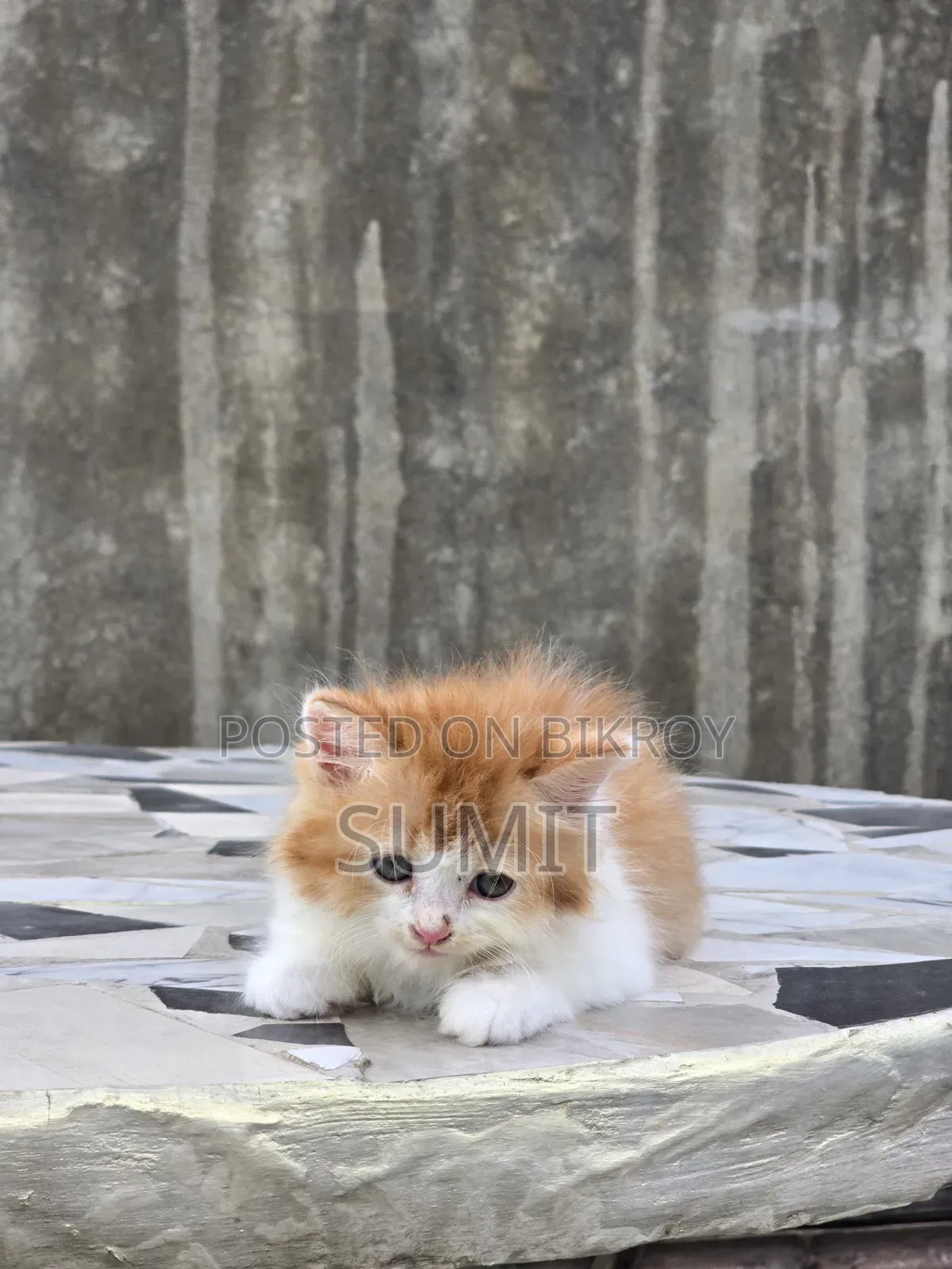 1-3 months Male Purebred Persian