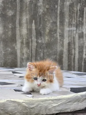 1-3 months Male Purebred Persian
