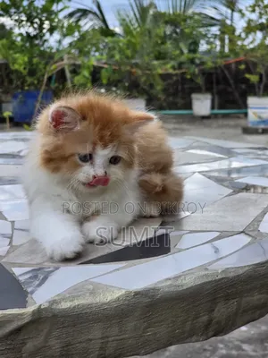 1-3 months Male Purebred Persian