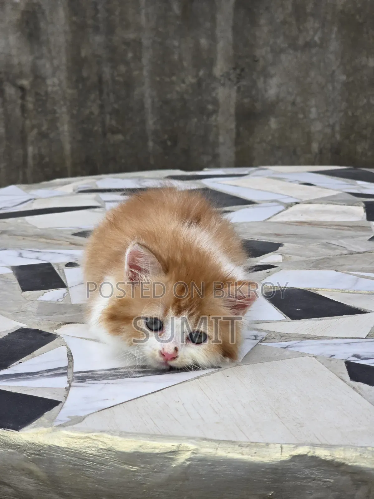 1-3 months Male Purebred Persian