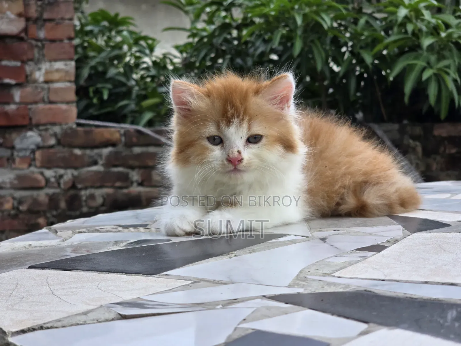1-3 months Male Purebred Persian