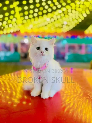 1-3 Months Male Purebred Persian