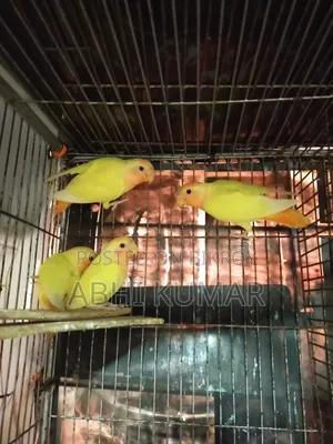 লাভ বার্ড পাখি বিক্রি হবে