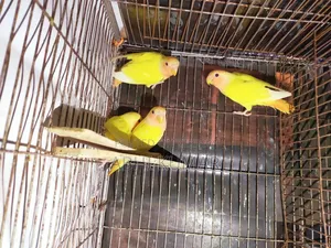 লাভ বার্ড পাখি বিক্রি হবে