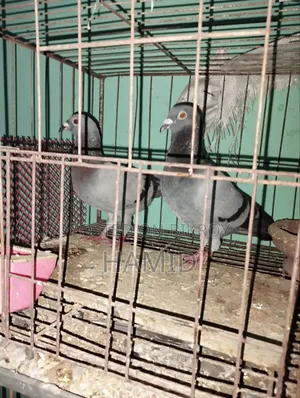 Racer Pigeon Pair Running