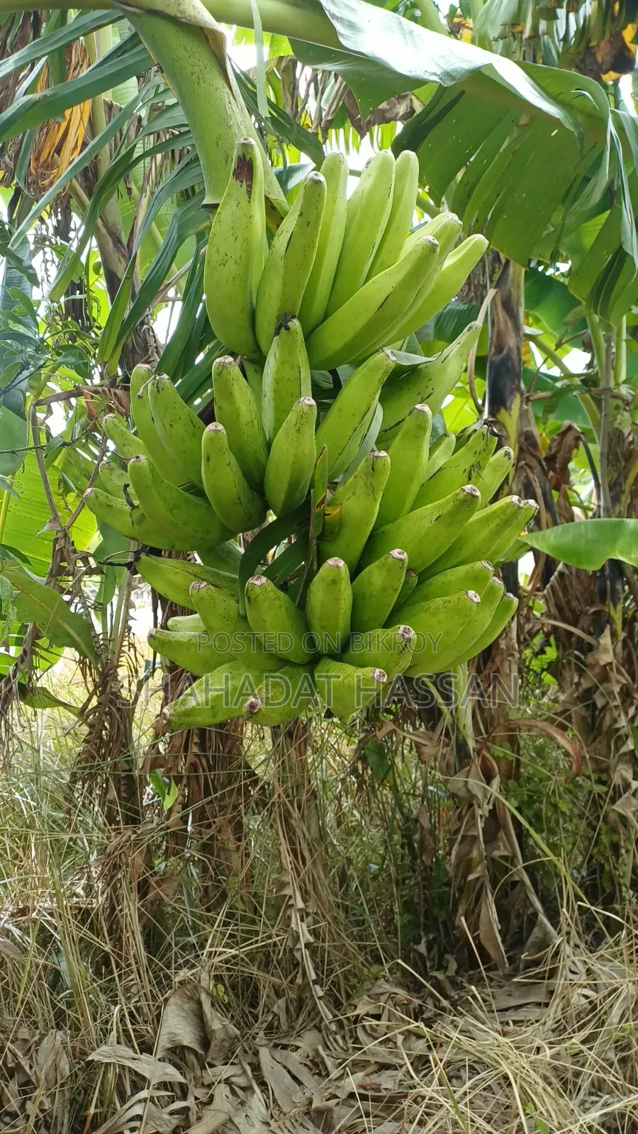 Ainaja banana will be sold, those who need can contact.