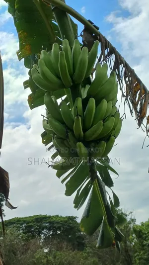 Ainaja banana will be sold, those who need can contact.