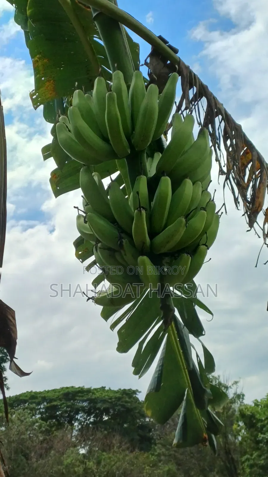 Ainaja banana will be sold, those who need can contact.