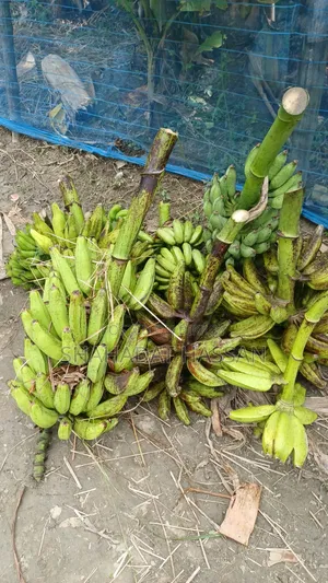 Ainaja banana will be sold, those who need can contact.
