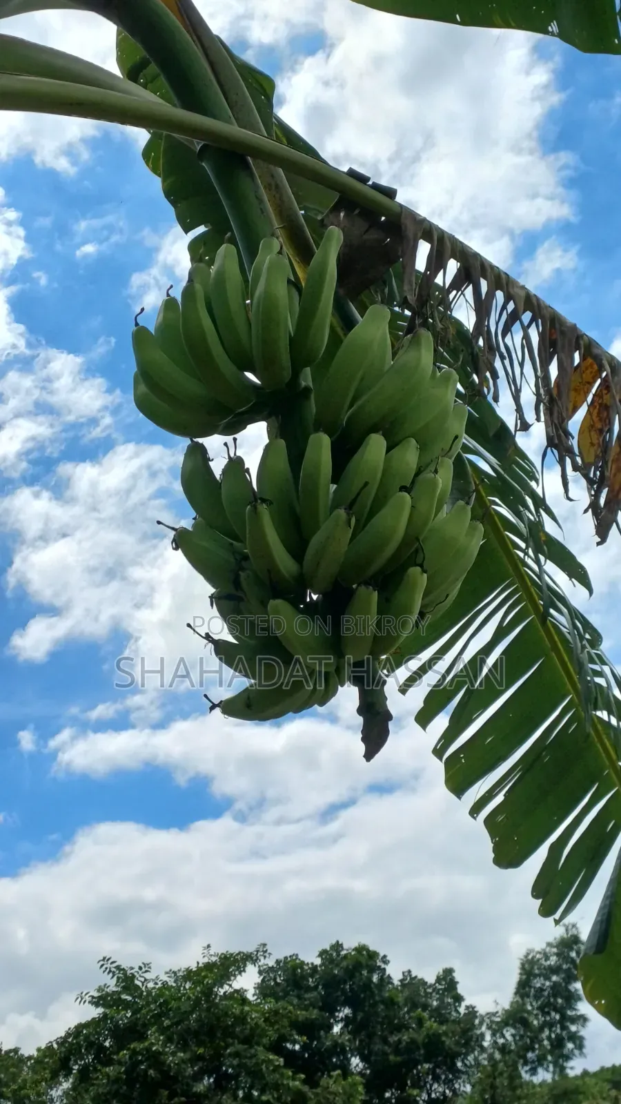 Ainaja banana will be sold, those who need can contact.