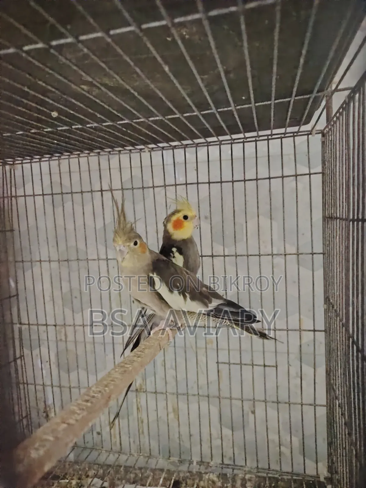 রানিং গ্রে কোকাটেল পাখি