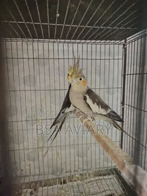রানিং গ্রে কোকাটেল পাখি