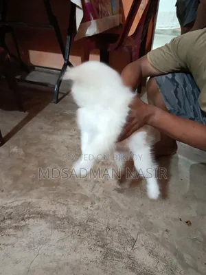 1-3 Months Female Purebred Japanese Spitz