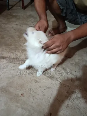 1-3 Months Female Purebred Japanese Spitz