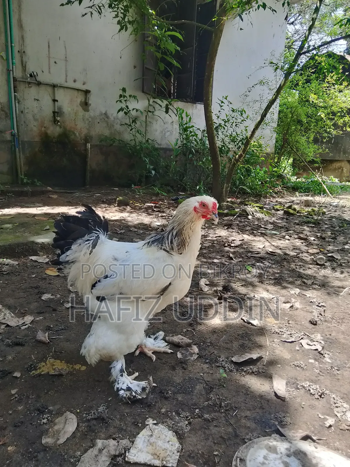 Braham Male