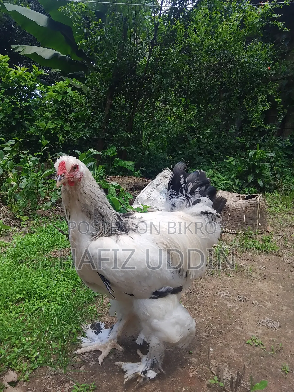 Braham Male