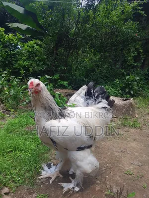 Braham Male