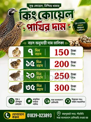 কিং কোয়েল পাখি