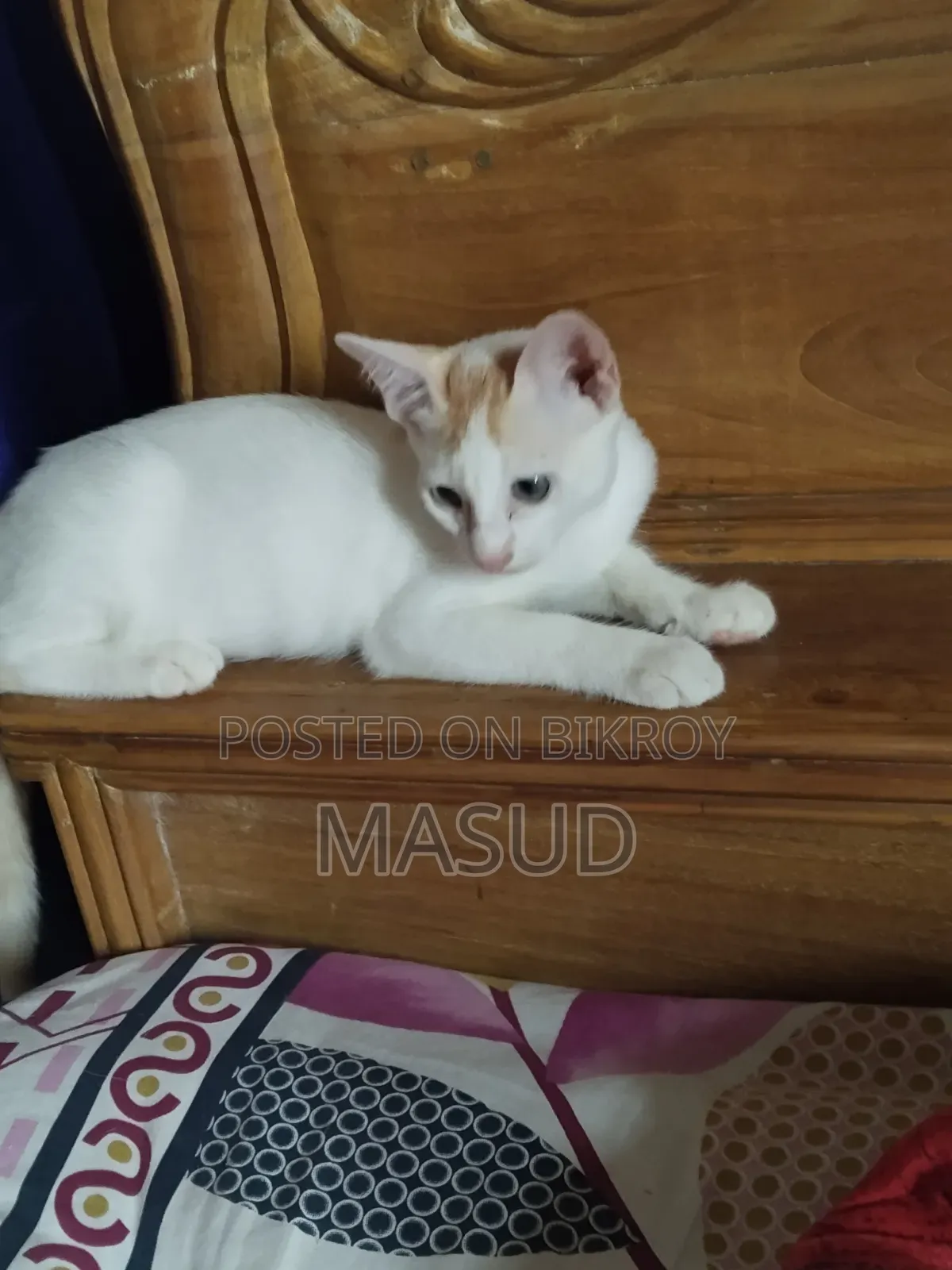1-3 Months Female Mixed Breed Bengal