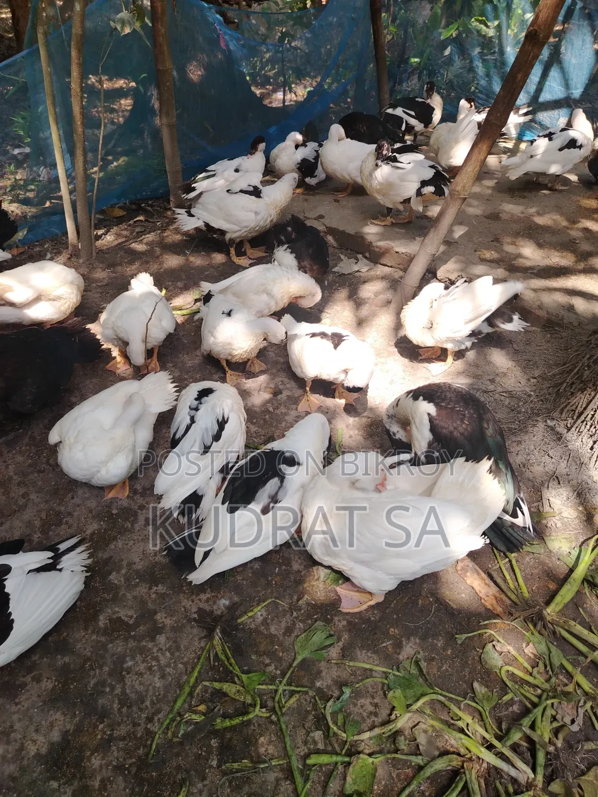 Chinese Duck Eggs for Sale