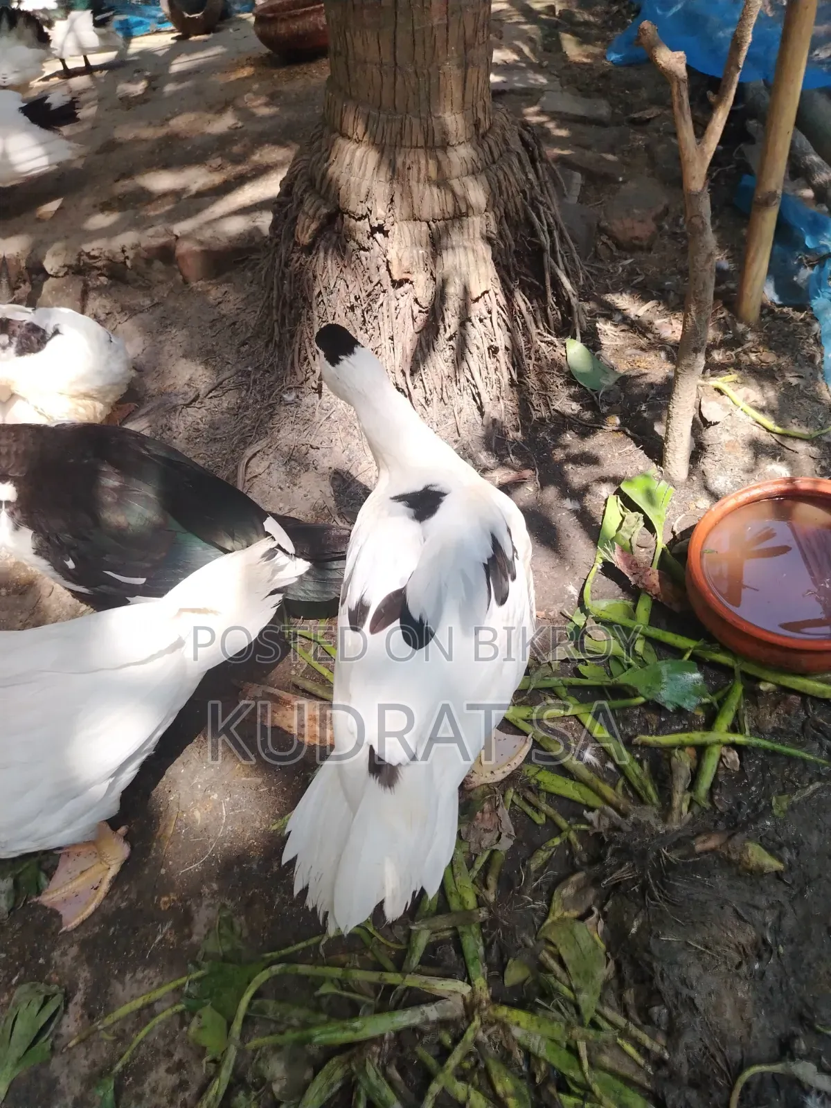 Chinese Duck Eggs for Sale
